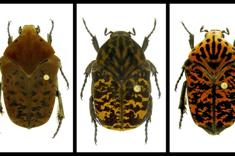 beetles beetles