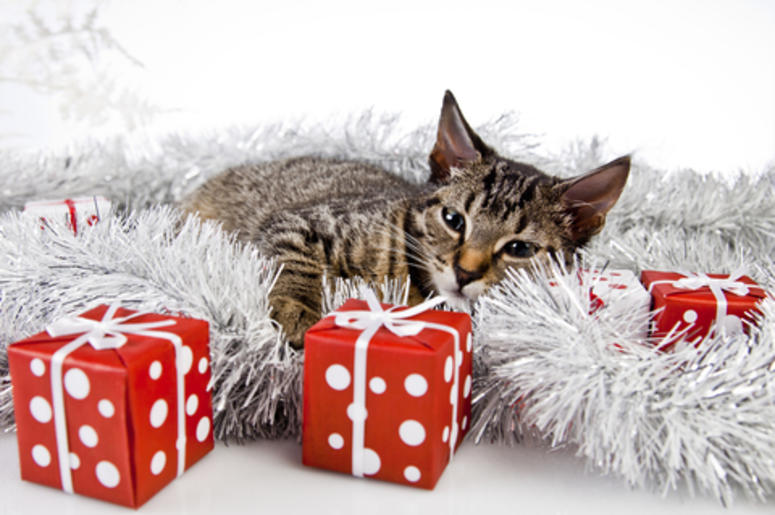 cat holiday cat holiday