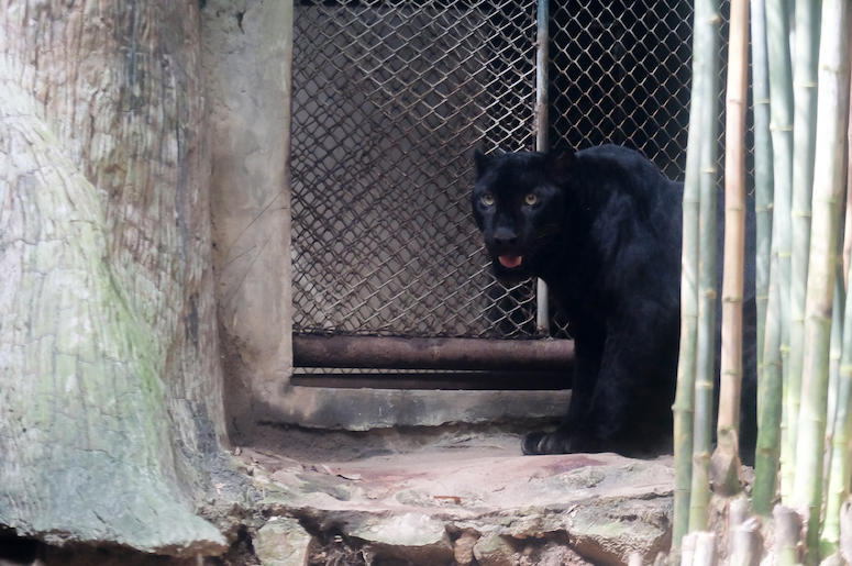 Young Jaguar, Zoo, Fence, Thailand Young Jaguar, Zoo, Fence, Thailand