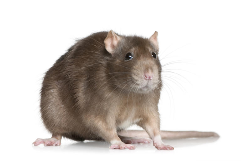 Rat, Isolated, White Background Rat, Isolated, White Background