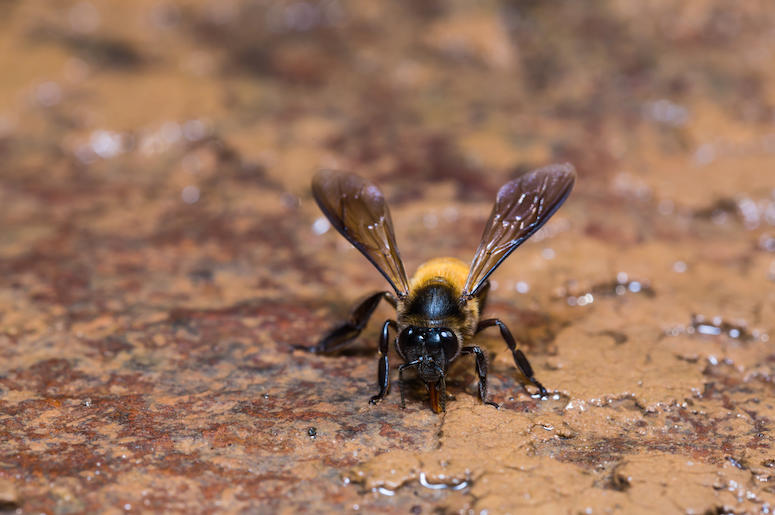 Giant, Honey Bee, Nature, Close Giant, Honey Bee, Nature, Close