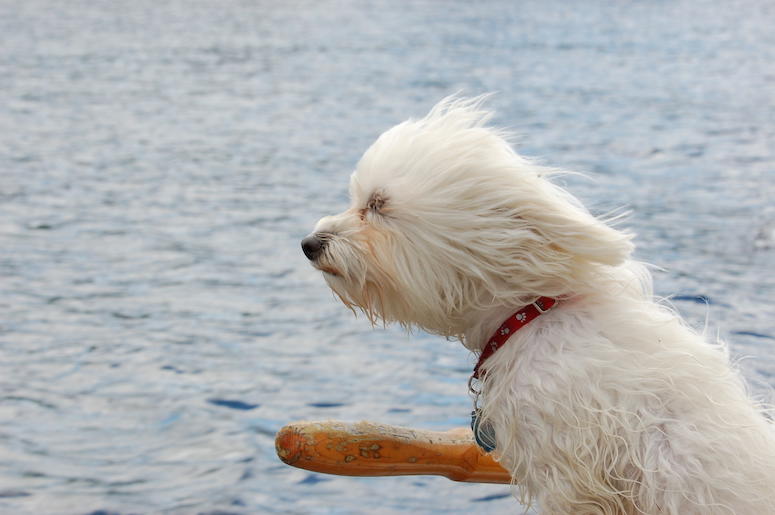 Dog, Windy, Riding Boat Dog, Windy, Riding Boat