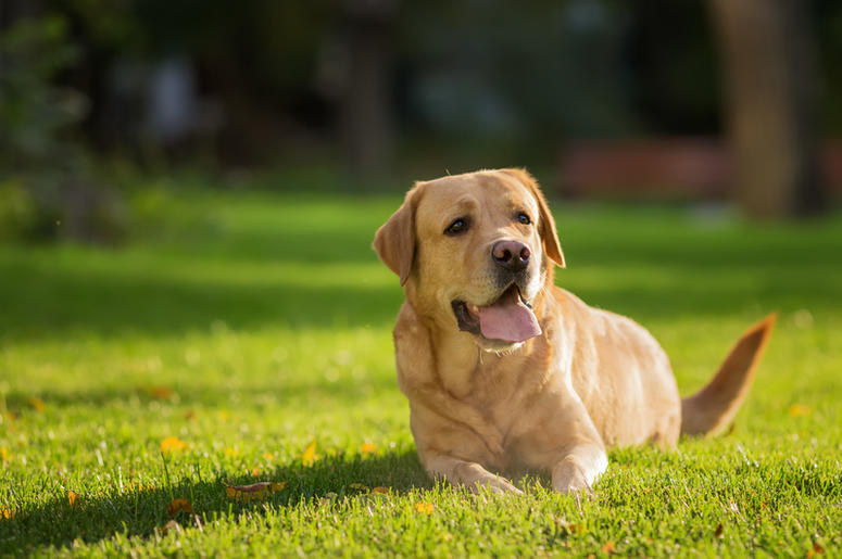 dog dog