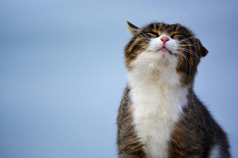 cat cat