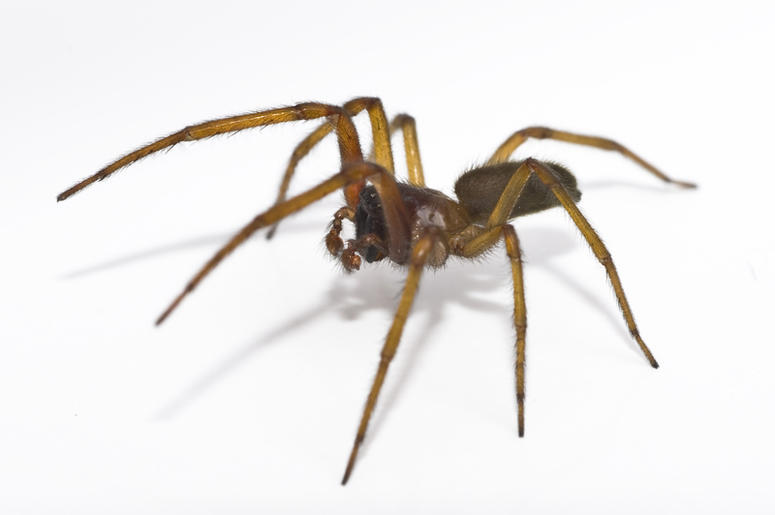 spider spider