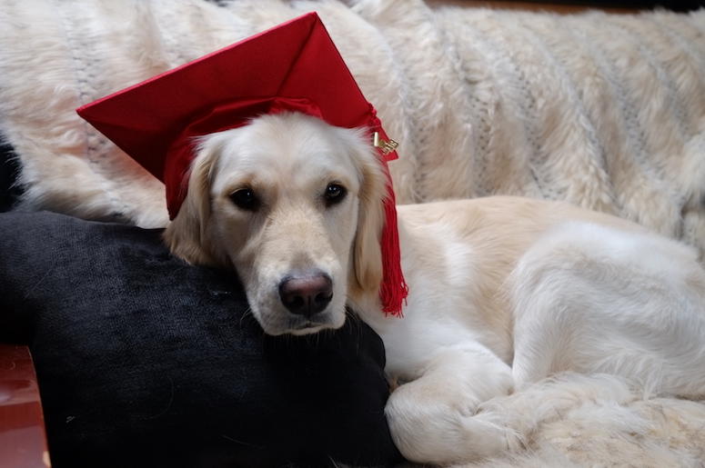 Golden Retriever, Dog, Graduation, Cap, Couch Golden Retriever, Dog, Graduation, Cap, Couch