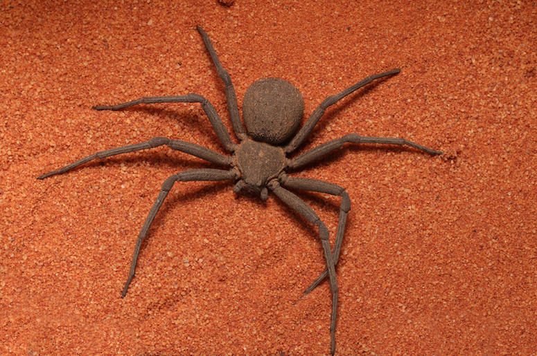 Six Eye Sand Spider Six Eye Sand Spider