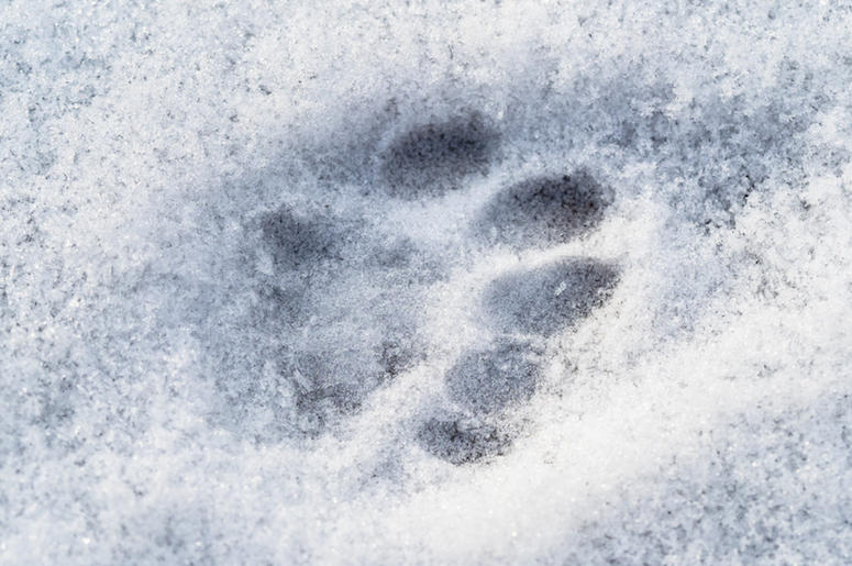 Cat, Pawprint, Snow, Frozen, Cold Cat, Pawprint, Snow, Frozen, Cold