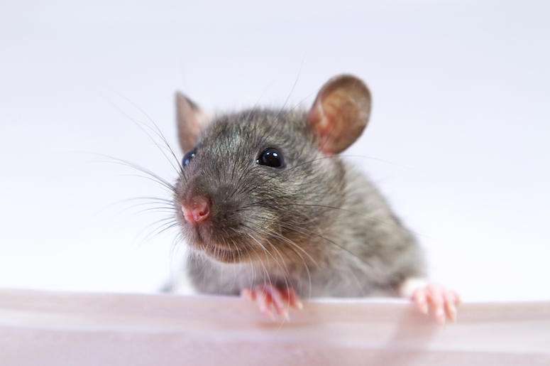 Rat, Mouse, Close Up Rat, Mouse, Close Up