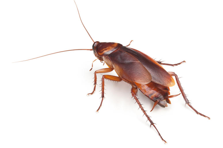 Cockroach, Facing Away Cockroach, Facing Away