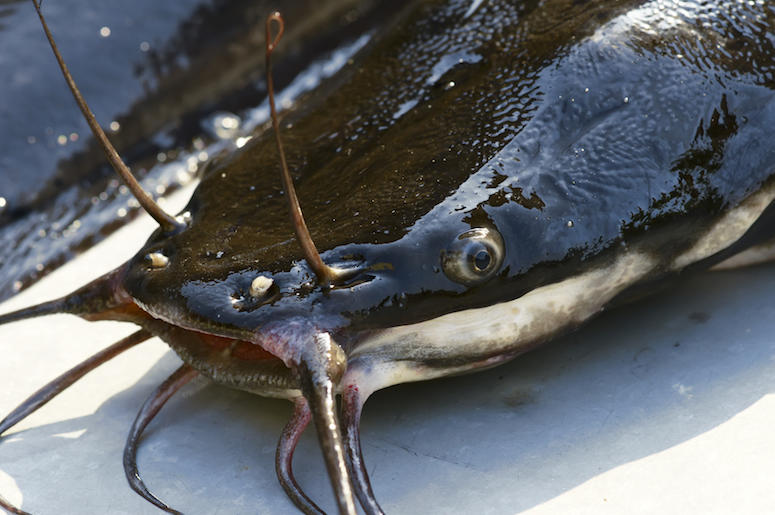 Catfish, Face, Close Up Catfish, Face, Close Up