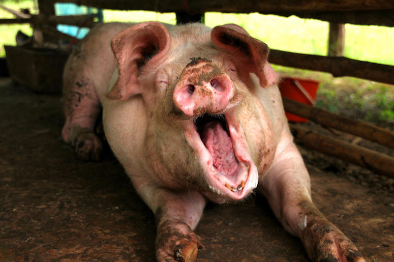 Pig, Pen, Dirty, Mud, Yawn Pig, Pen, Dirty, Mud, Yawn