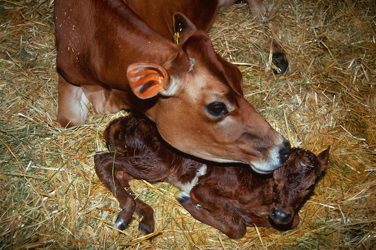 Mother, Newborn, Baby, Cow, Barn Mother, Newborn, Baby, Cow, Barn