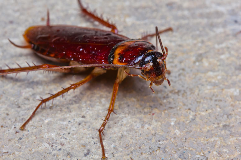 Cockroach, Concrete, Outside, Close Up, Bug Cockroach, Concrete, Outside, Close Up, Bug
