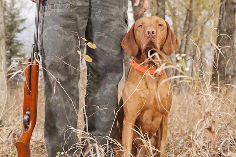 Dog, Owner, Hunting, Rifle, Pose, Good Boy Dog, Owner, Hunting, Rifle, Pose, Good Boy
