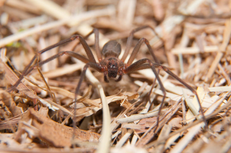 Brown Recluse, Spider, Wood Chips Brown Recluse, Spider, Wood Chips