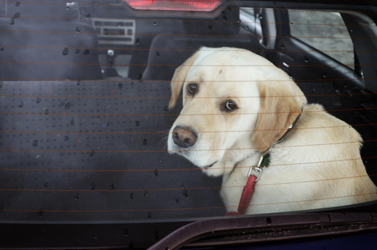 Dog, Sad Eyes, Locked Car, Window, Back Seat Dog, Sad Eyes, Locked Car, Window, Back Seat