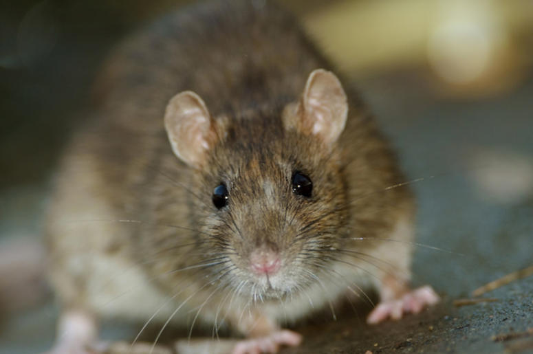 Brown, Rat, Concrete, Floor Brown, Rat, Concrete, Floor
