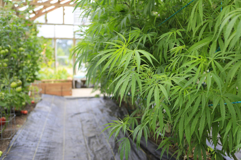 Marijuana, Plant, Grow House Marijuana, Plant, Grow House