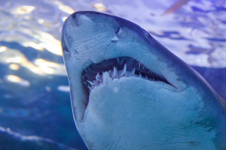 Shark Shark