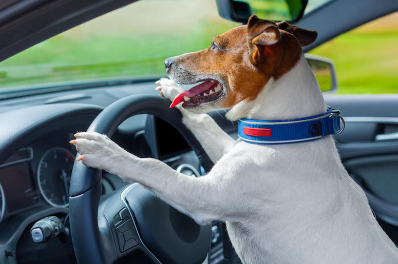 Dog, Front Seat, Car, Steering Wheel, Jack Russell Terrier Dog, Front Seat, Car, Steering Wheel, Jack Russell Terrier