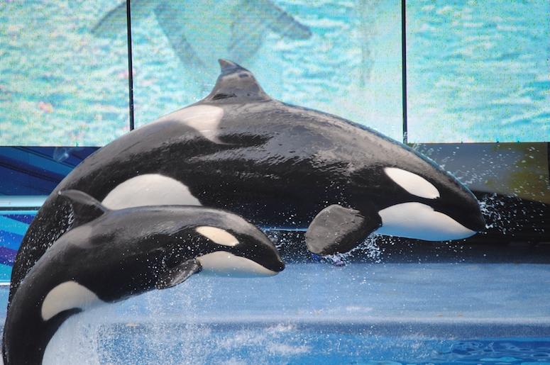 Killer Whales, Orcas, Mom, Baby, SeaWord, Jumping Killer Whales, Orcas, Mom, Baby, SeaWord, Jumping