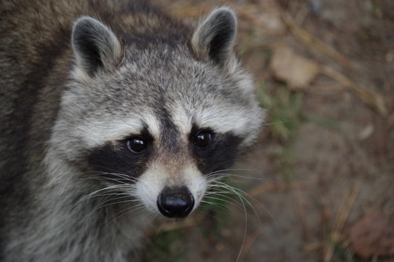 Raccoon, Face, Outdoors Raccoon, Face, Outdoors