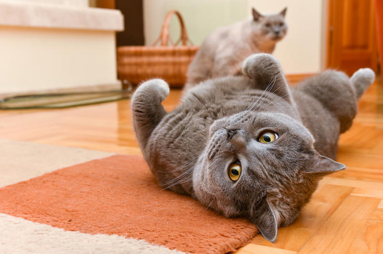 British Shorthair, Cats, Indoors, Playing, Cute British Shorthair, Cats, Indoors, Playing, Cute