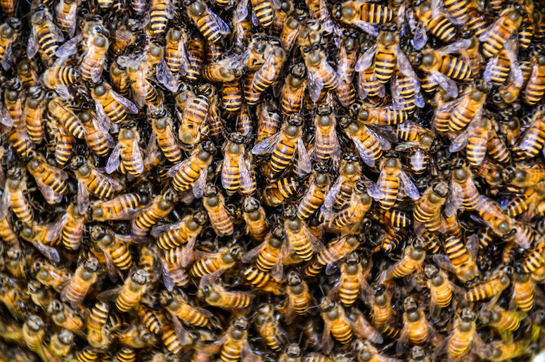 Bees, Working Bees, Working