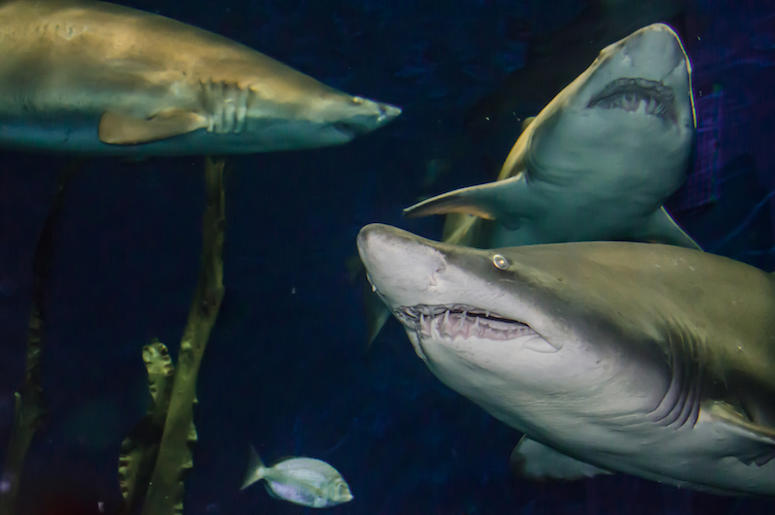 Sand Tiger Sharks, Swimming, Ocean Sand Tiger Sharks, Swimming, Ocean