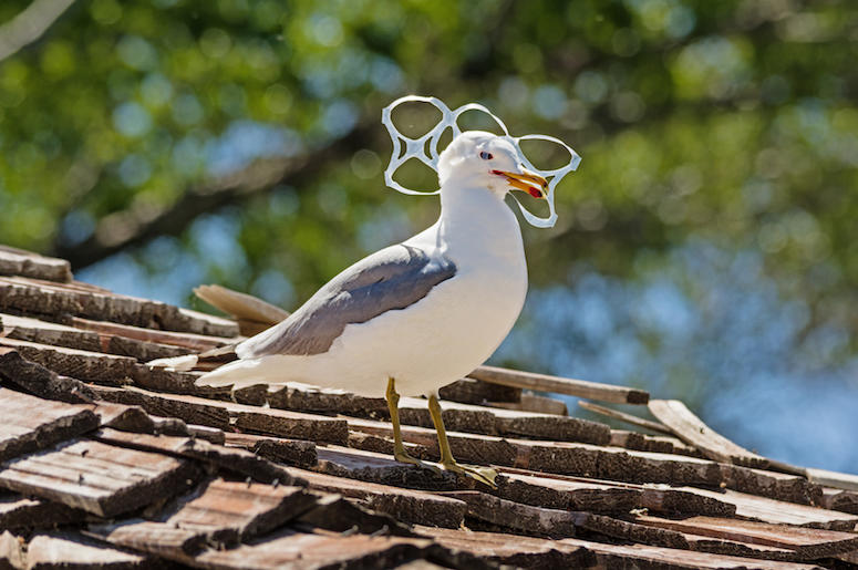 Seagull, Bird, Trapped, Six Pack, Plastic Seagull, Bird, Trapped, Six Pack, Plastic