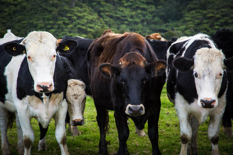 Herd, Cows, Green Paddock Herd, Cows, Green Paddock