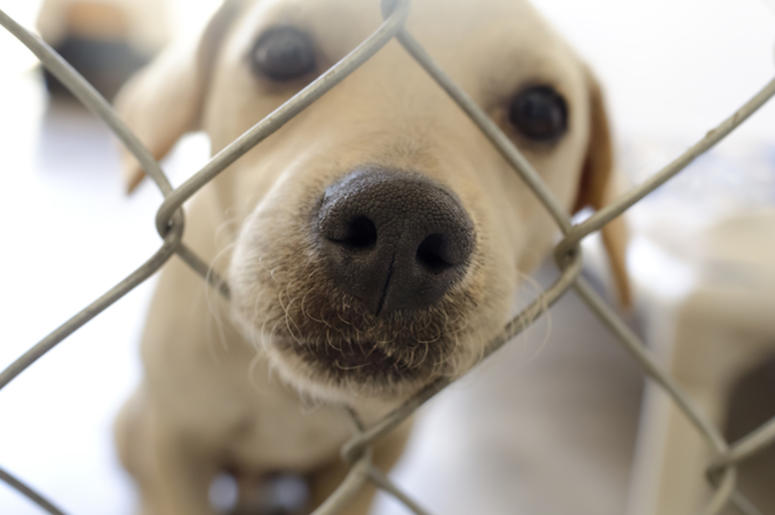 Shelter Dog, Snoot, Nose, Cute, Dog Shelter Dog, Snoot, Nose, Cute, Dog