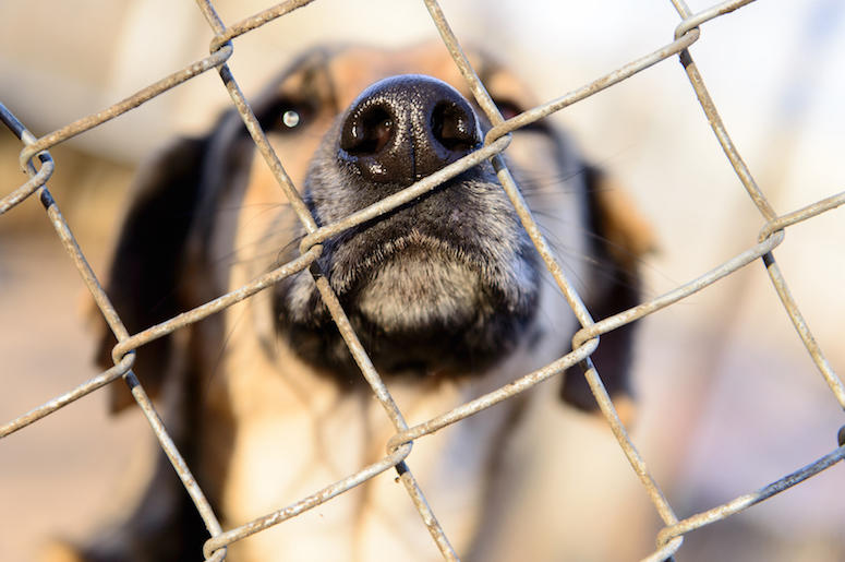 Dog, Face, Snout, Shelter, Cage Dog, Face, Snout, Shelter, Cage