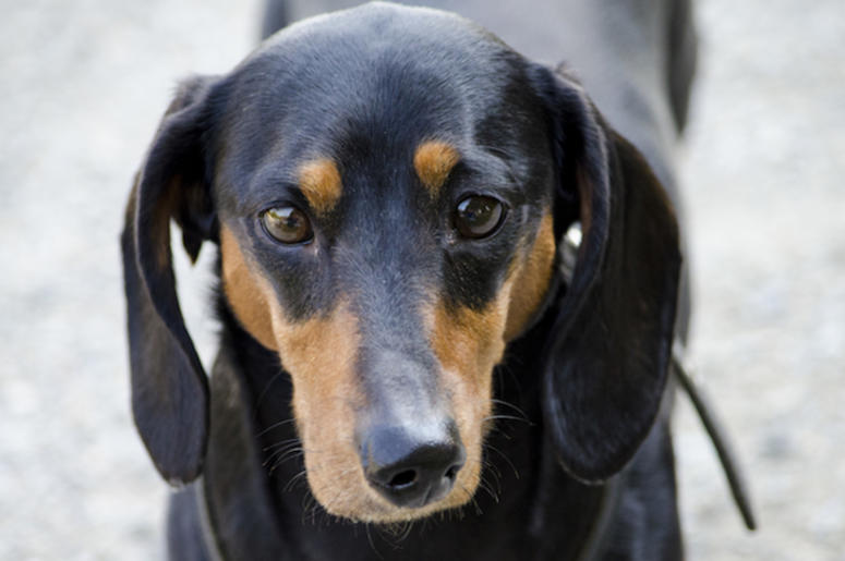 Dachshund, Crooked Snout Dachshund, Crooked Snout