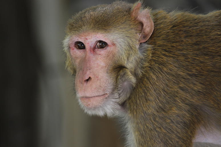 Rhesus Macaque, Monkey Rhesus Macaque, Monkey