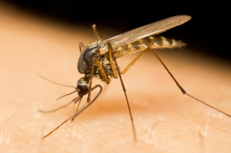 Mosquito, Bug, Skin Mosquito, Bug, Skin