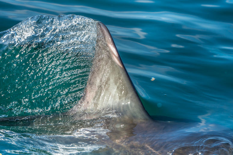 Shark, Fin, Ocean, Swimming Shark, Fin, Ocean, Swimming