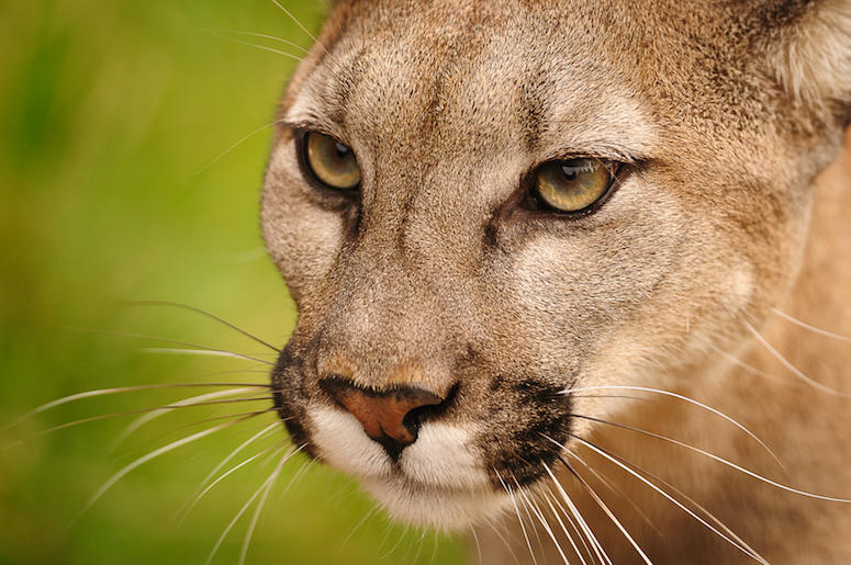 Mountain Lion, Big Kitty Mountain Lion, Big Kitty