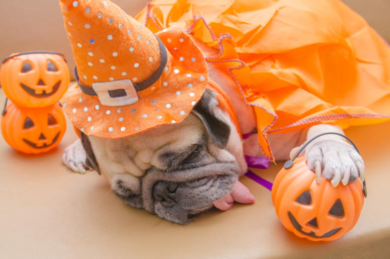 Dog, Sleepy, Halloween, Costume, Orange, Witch, Funny, Dog, Sleepy, Halloween, Costume, Orange, Witch, Funny,