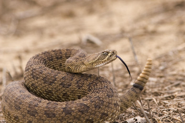 Rattlesnake, Desert Rattlesnake, Desert