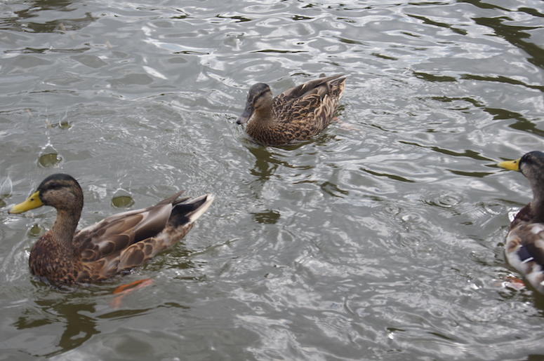 Ducks, Pond, Water, Ripples Ducks, Pond, Water, Ripples