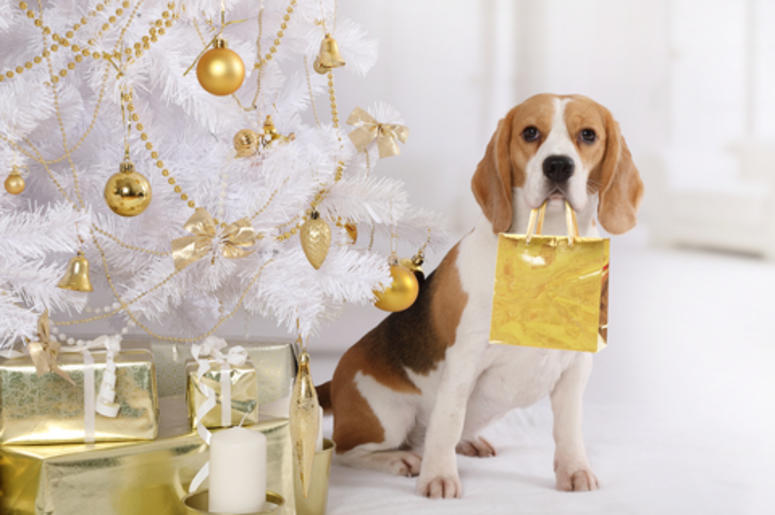 beagle with a package beagle with a package