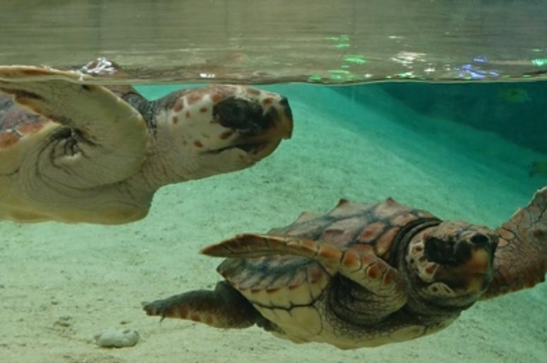 Sea Turtles
