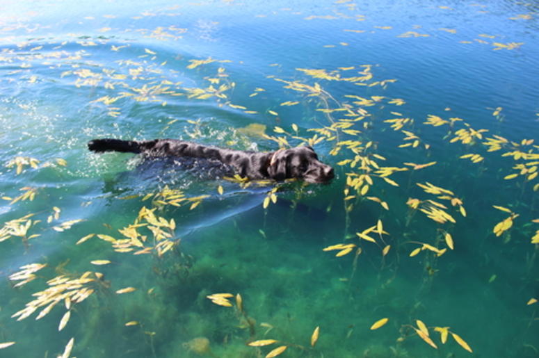 Black Labrador Swimming