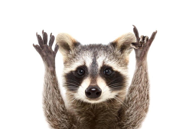 Raccoon