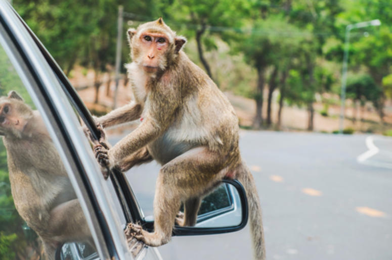 Monkey on a car