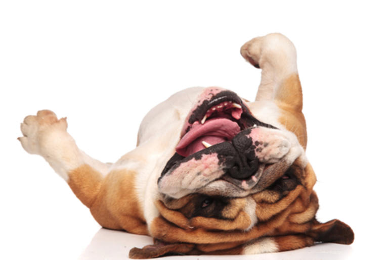 English Bulldog