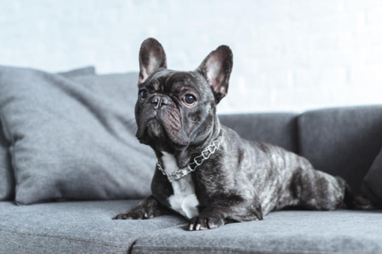 French Bulldog