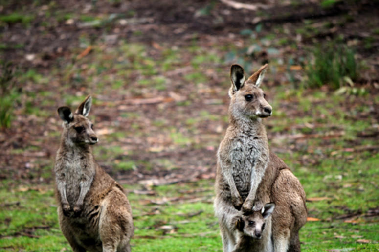 Wallabies with Their Joey